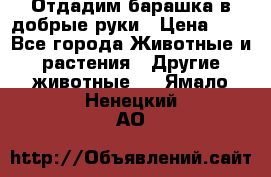 Отдадим барашка в добрые руки › Цена ­ 1 - Все города Животные и растения » Другие животные   . Ямало-Ненецкий АО